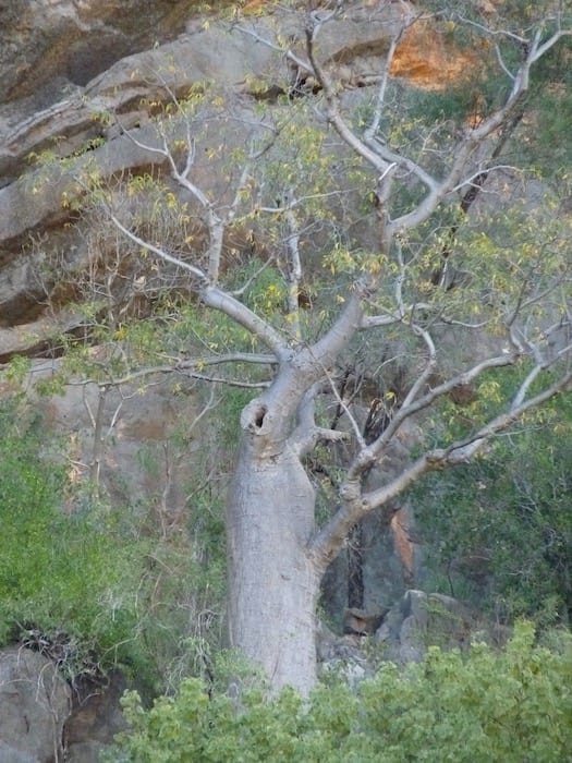 An iconic road tree, Windjana Gorge