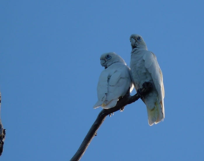 A pair of corellas, Mornington Wilderness Camp.