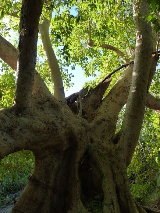 We encountered this old tree on the walking track along Annie Creek at Mornington Wilderness Camp.