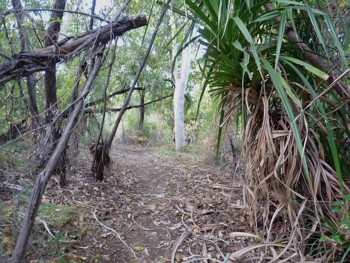 The walking track along Annie Creek winds amongst the foliage. Mornington Wilderness Camp.