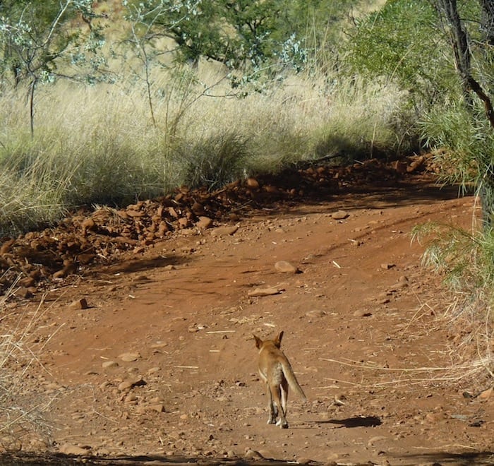 A dingo trotting along the track, Mornington Wildlife Sanctuary.