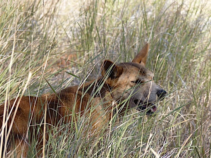 A dingo in the spinifex, Mornington Wildlife Sanctuary.