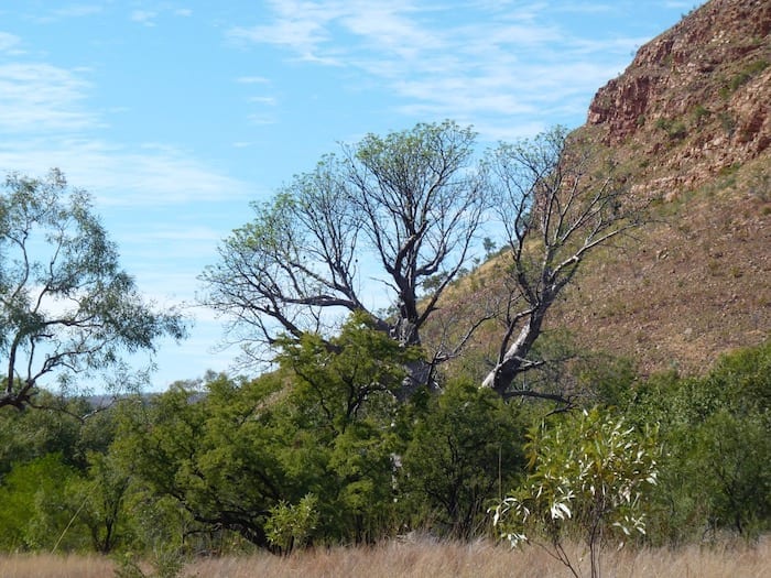 Boab tree fruiting, Mornington Wildlife Sanctuary.