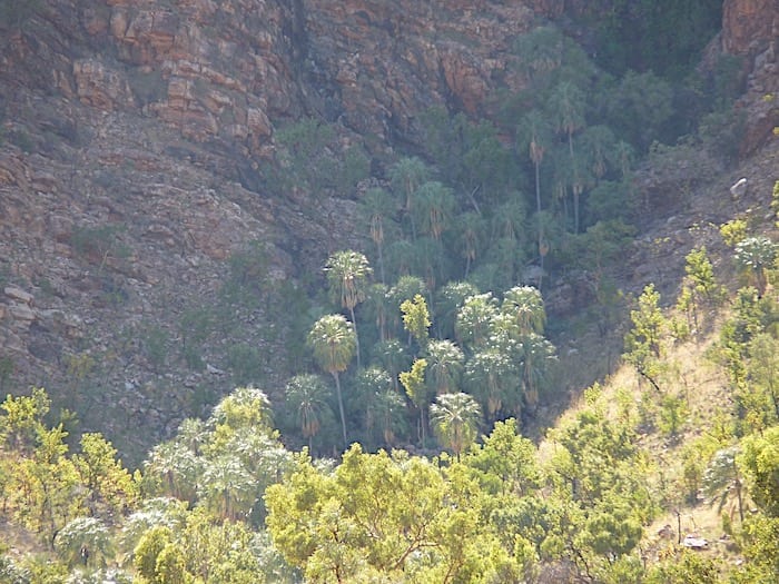 Remnant rainforest, Mornington Wildlife Sanctuary.