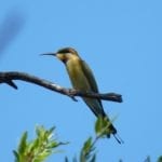 A beautiful rainbow bee-eater, Mornington Wilderness Camp.