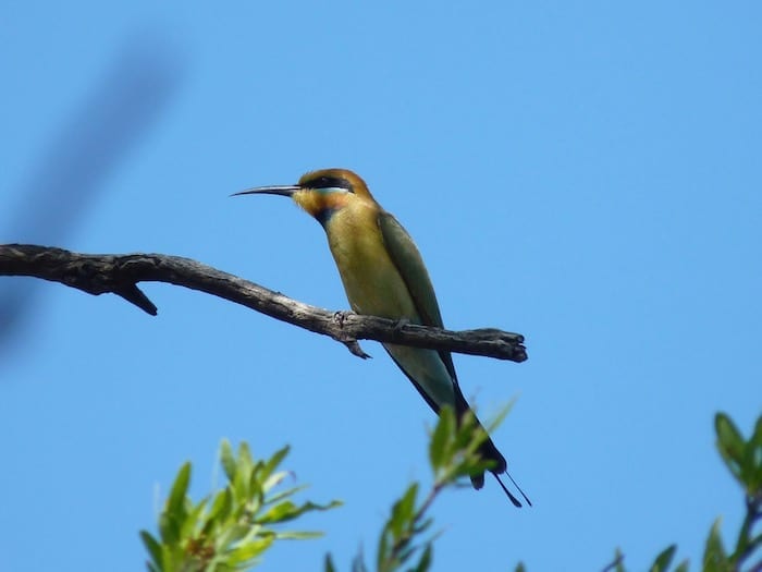 A beautiful rainbow bee-eater, Mornington Wilderness Camp.