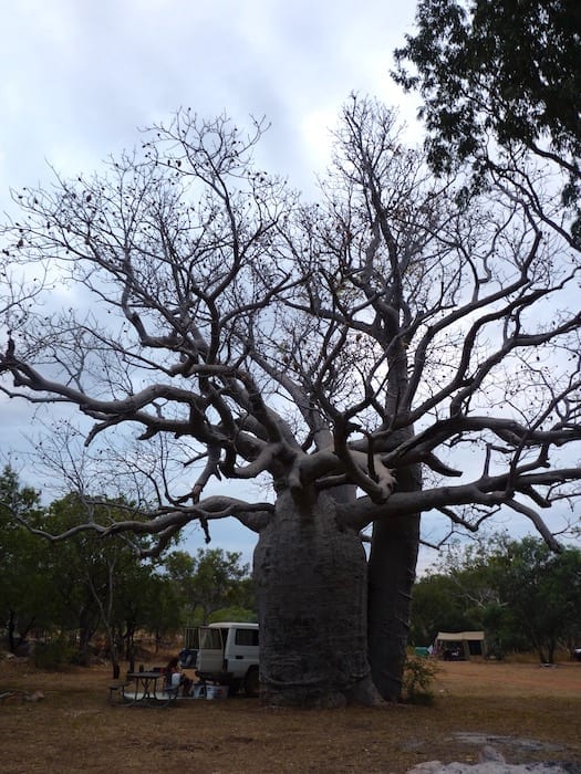 Huge boab tree at Mount Barnett Campground.