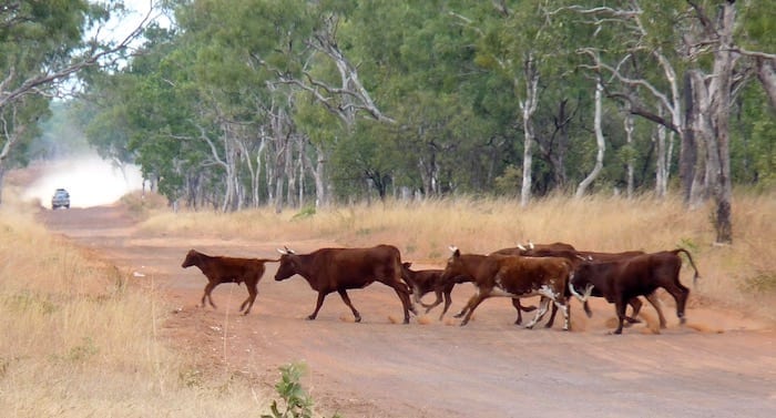 Cattle on Kalumburu Road between the turnoff and Drysdale Station. King Edward River.