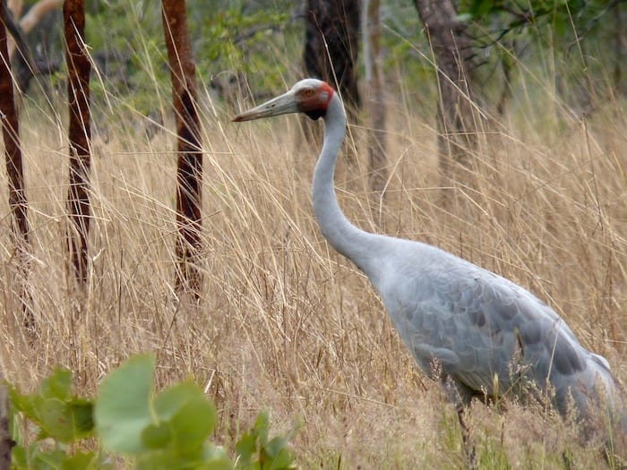 One of many brolgas at King Edward River Campground.