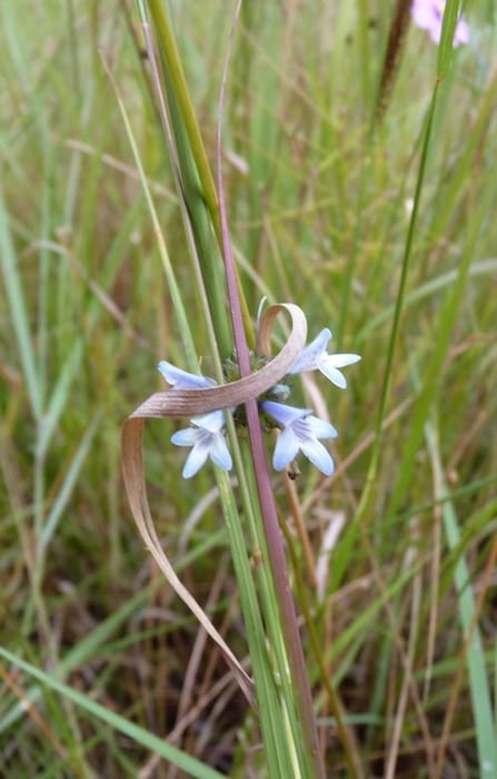 Delicate wildflowers at King Edward River Campground.