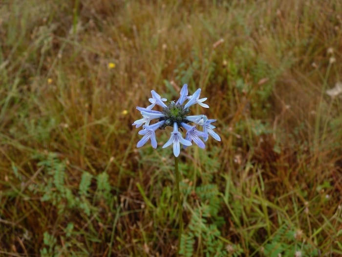 An unusual flower at King Edward River Campground.