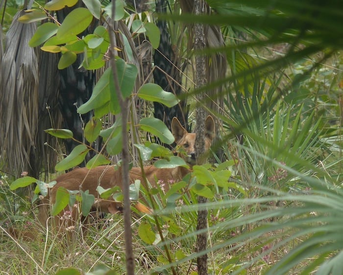 A dingo lurking in the bush at King Edward River campground.