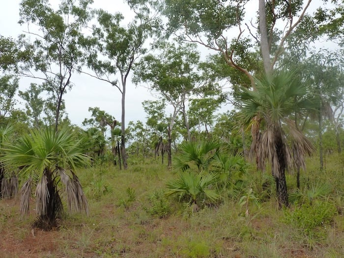 The bush quickly changes to tropical on the Mitchell Falls Road from King Edward River.