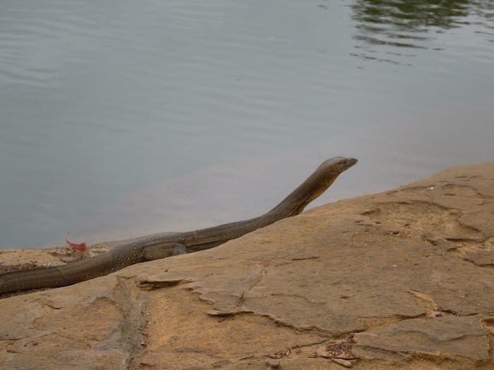 A lazy goanna at King Edward River.