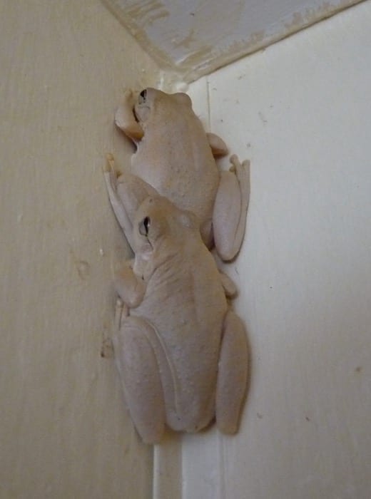 Frogs in the shower recess. Drysdale River Station.