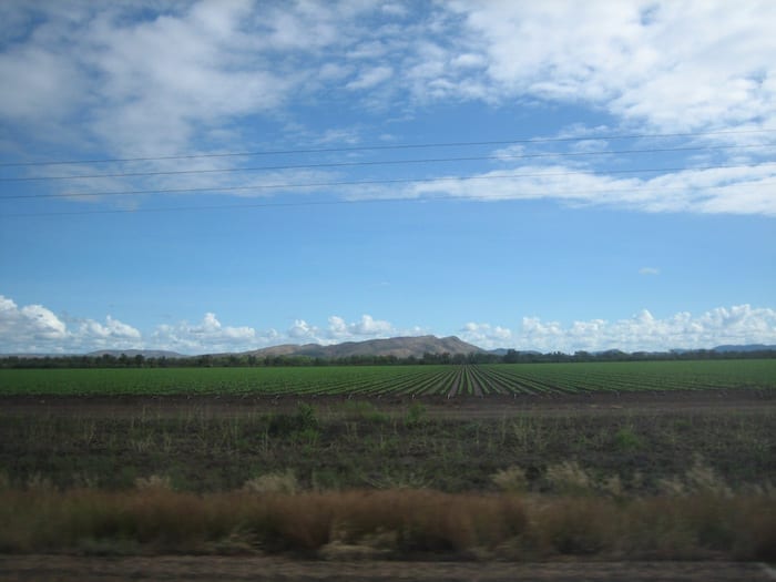 Irrigated crops on the road out to Ivanhoe Crossing near Kununurra.