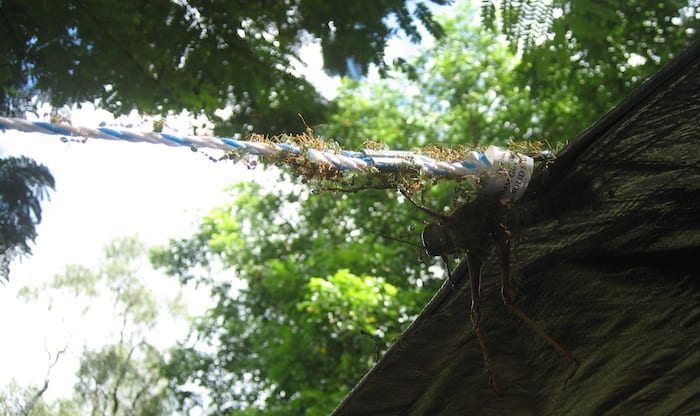 These determined green ants spent an entire day carrying a giant grasshopper across about 5 metres of rope. Kununurra.