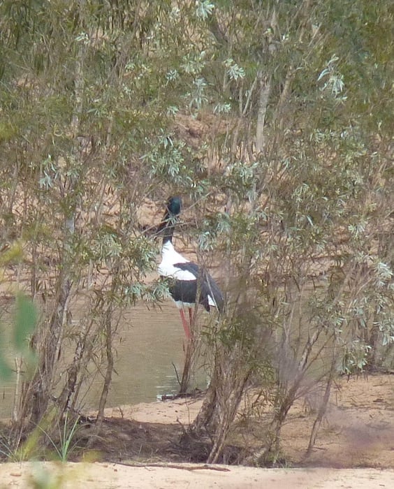 A Jabiru hanging out on the edge of Durack River. Muddy Gibb River Road.