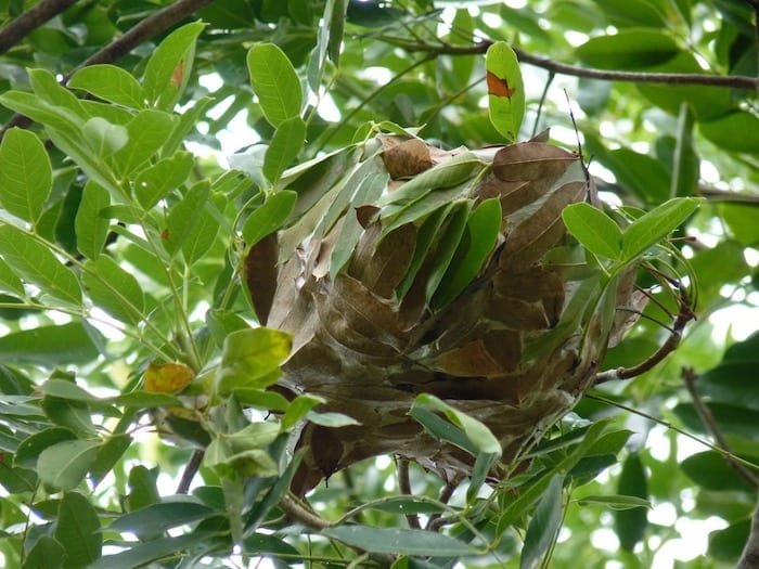 Green ant nest, Kununurra.