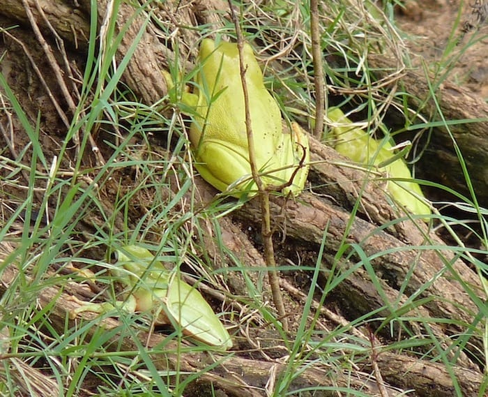 Great weather for frogs! Kununurra.