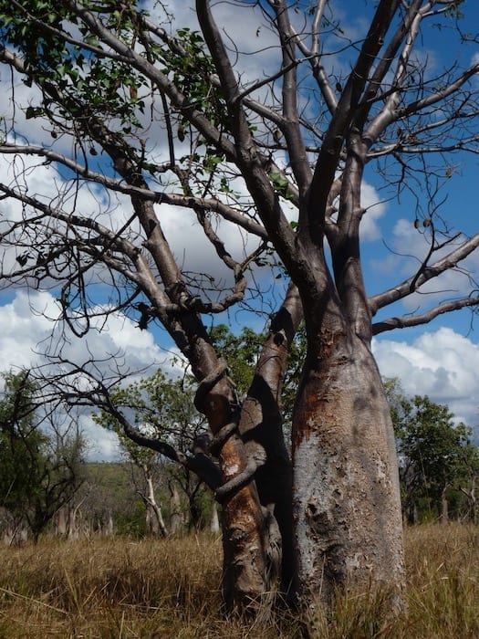 A boab and a vine locked in a slow battle for supremacy. Wyndham Western Australia.