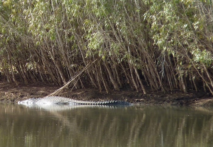 A large saltwater crocodile on the far bank of the Old River. Wyndham Western Australia.