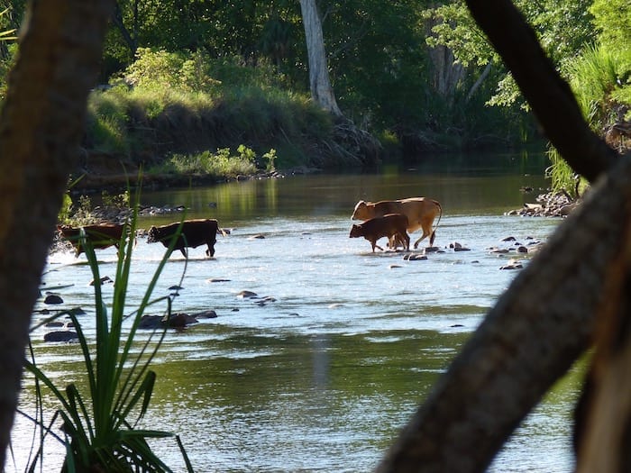 Cattle crossing downstream. El Questro Station Kimberleys.