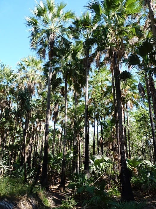 Lush vegetation on the walk to Zebedee Springs. El Questro Station Kimberleys.