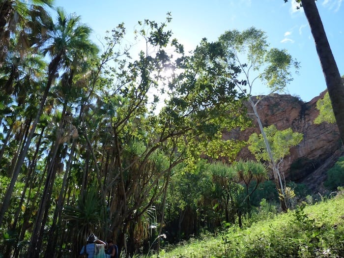 Lush vegetation on the walk to Zebedee Springs. El Questro Station Kimberleys.