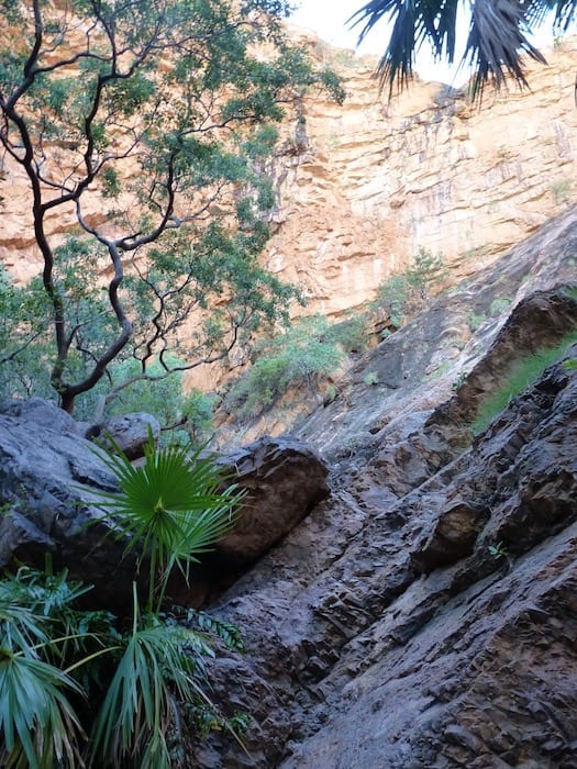  Looking up into the cliffs at Zebedee Springs. El Questro Station Kimberleys.