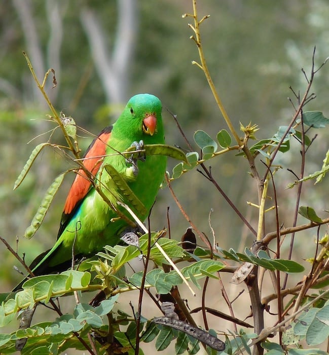 Red winged parrot, El Questro Station Kimberleys.