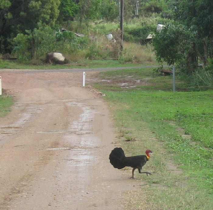  An Australian Brush Turkey. These creatures strut around the caravan park and appear in the most unlikely places. Cooktown.