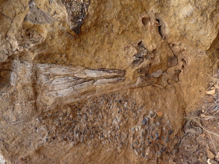 Riversleigh World Heritage Fossil Site. This is a fossilised leg bone of a giant bird. Adels Grove.