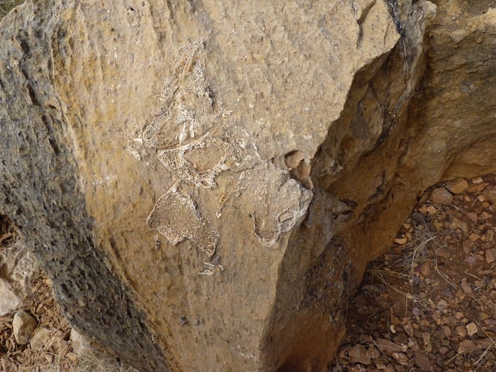 Riversleigh World Heritage Fossil Site. Bird leg fossil from the top - section through leg bone. Adels Grove.