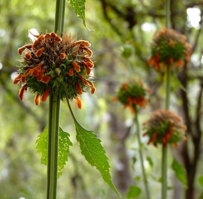 Unusual plant. We christened it the Red Squiggly Furry Worm plant or Squiggilus Wormus in Latin. Adels Grove.