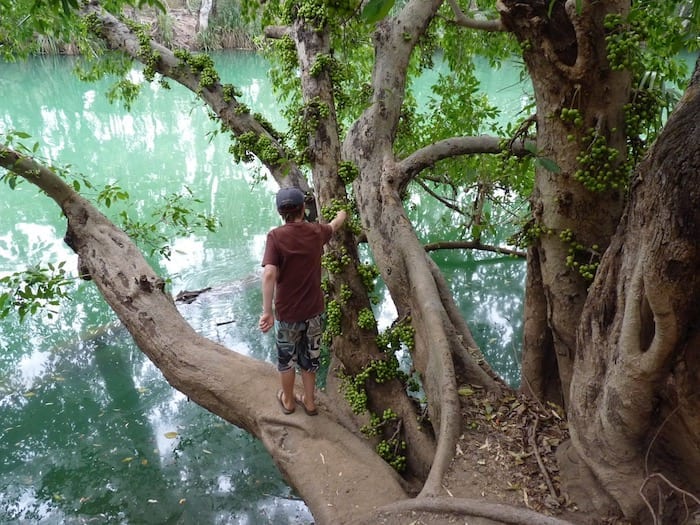 A bough hanging over the water - too tempting to resist! Adels Grove.