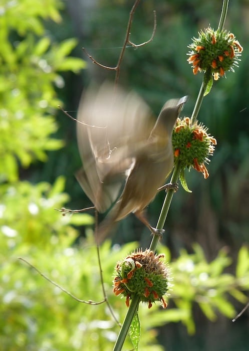 Yet another sensational bird photo taken by Charlie. Adels Grove.