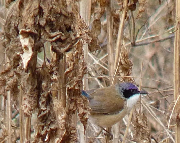 Purple-crowned fairy wren at Adels Grove.