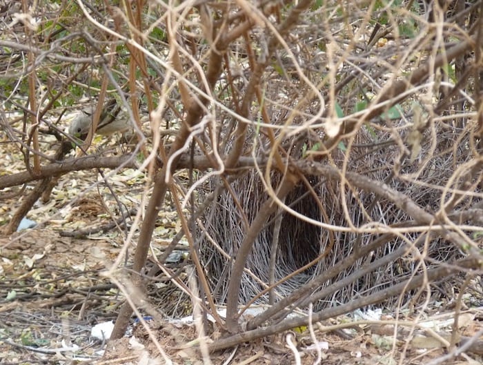 Bower bird's nest. Note the different coloured items around the bower. Bower bird is also there, to the left. Adels Grove.