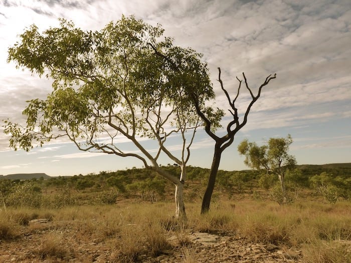 Only a short distance from the creek, the landscape changes dramatically. Adels Grove.