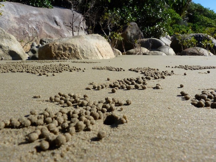 The crabs have been busy. Finch's Bay, Cooktown.