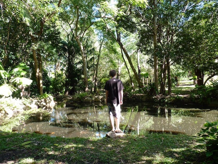 Cooktown Botanic Gardens have been restored to their former glory.