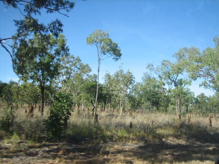 An excellent season in the Red Centre. Stuart Highway, Northern Territory. Mataranka To Tennant Creek.