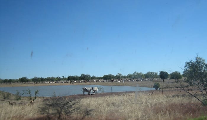 Cattle enjoying a drink. Stuart Highway, Northern Territory. Mataranka To Tennant Creek.