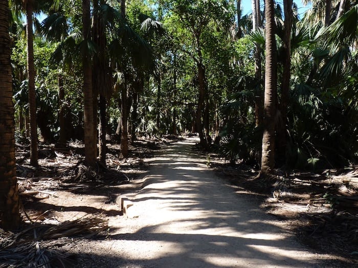 Walking into a tropical paradise, Mataranka Thermal Pools.