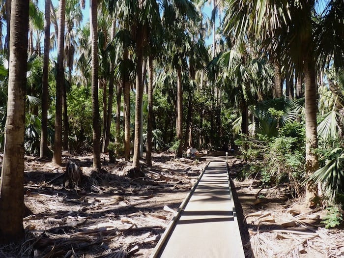 The track to Mataranka Thermal Pools.