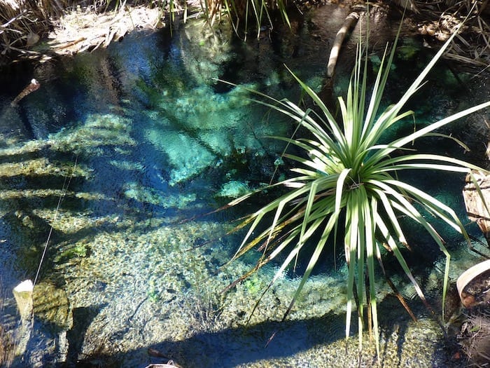 Crystal clear water at Rainbow Springs pool, Mataranka Thermal Springs.