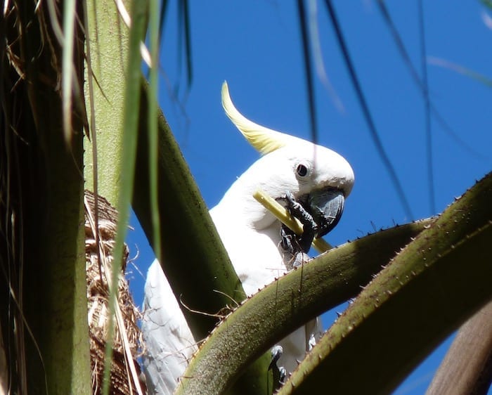 A cockatoo having lunch, Mataranka Thermal Pools.