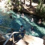 The main pool at Mataranka Thermal Pools.