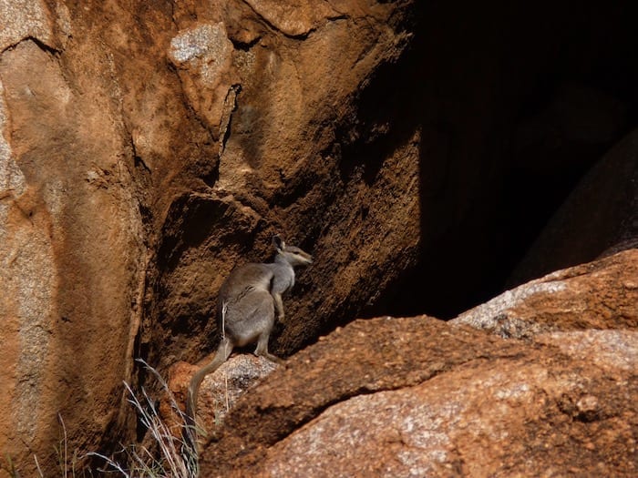 A lone rock wallaby. Devils Marbles.